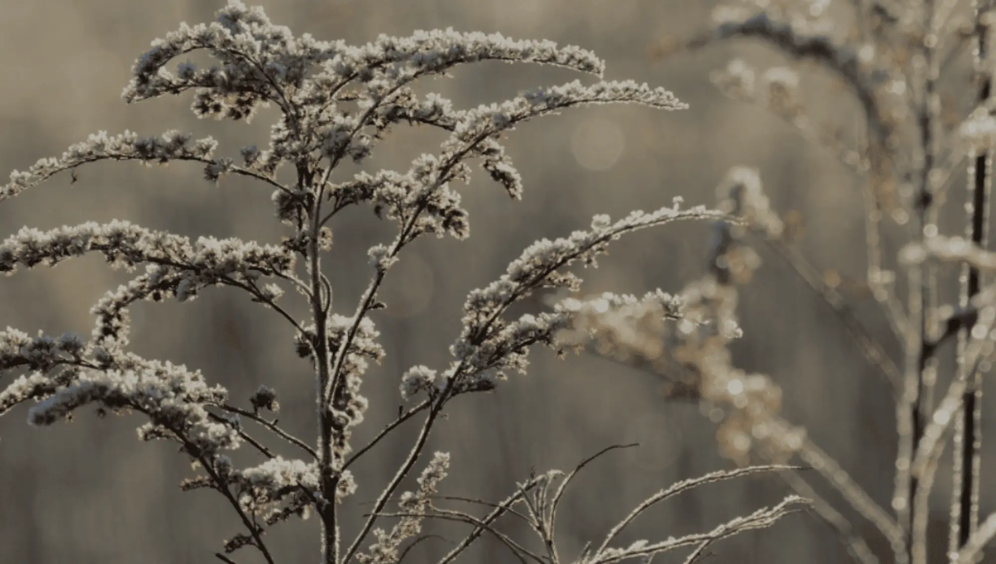 Header Bilder Raureif Fruchtkugeln .zip - 2