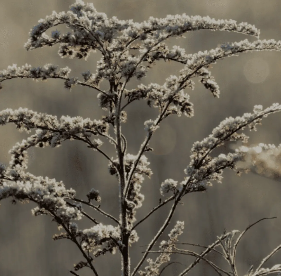 Header Bilder Raureif Fruchtkugeln .zip - 2 Kopie