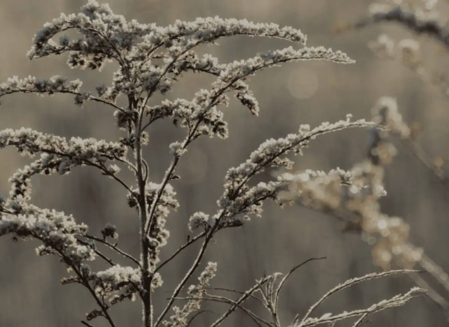 Header Bilder Raureif Fruchtkugeln .zip - 2 Kopie 3