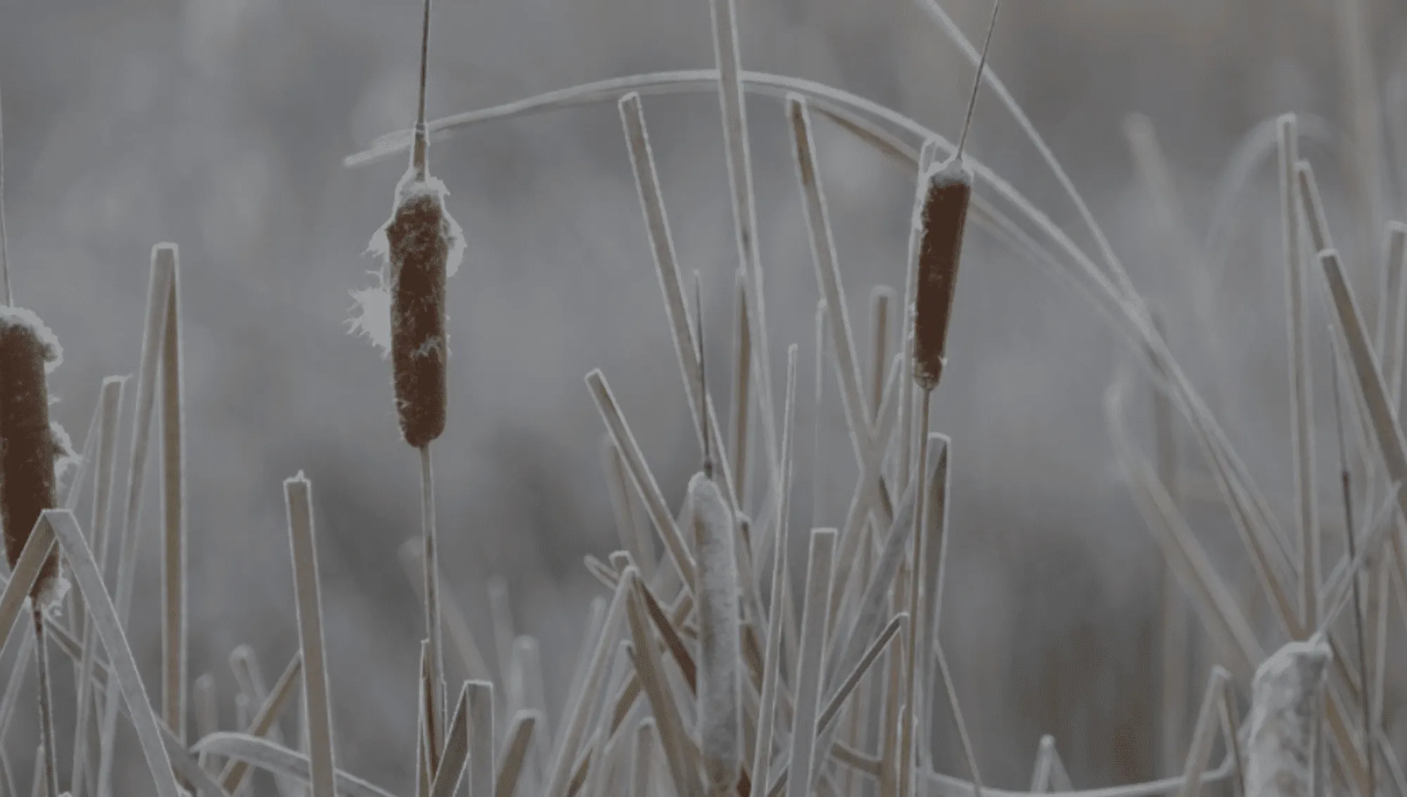 Header Bilder Raureif Fruchtkugeln .zip - 3