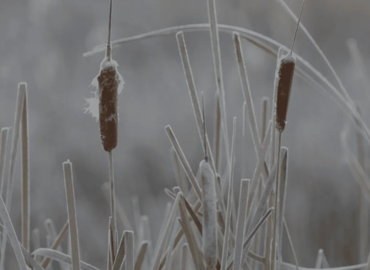 Header Bilder Raureif Fruchtkugeln .zip - 3 Kopie 3