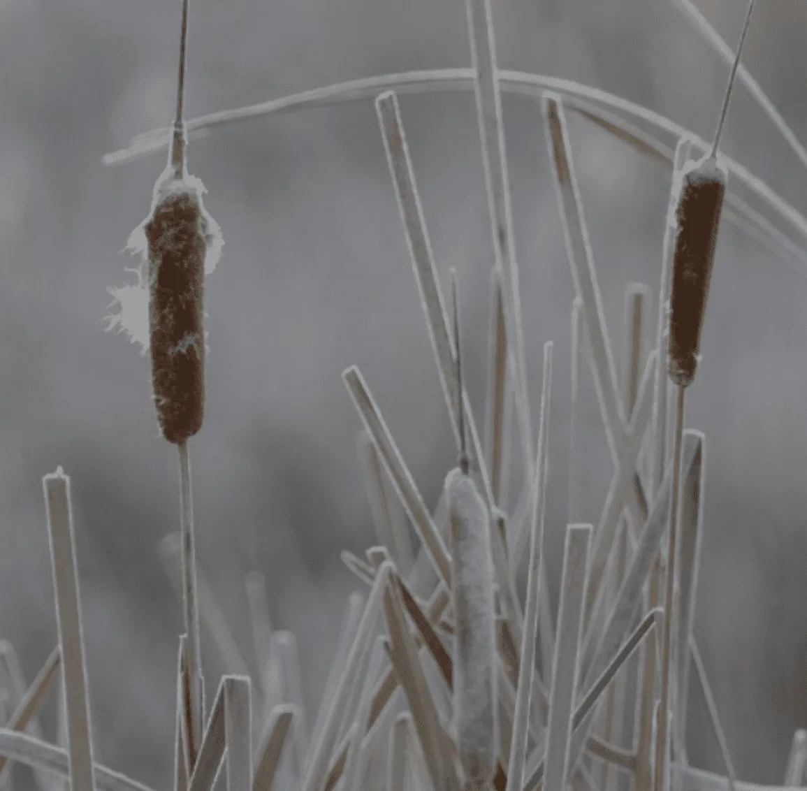 Header Bilder Raureif Fruchtkugeln .zip - 3 Kopie